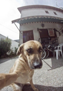 dog taking selfie marketing strategy expert